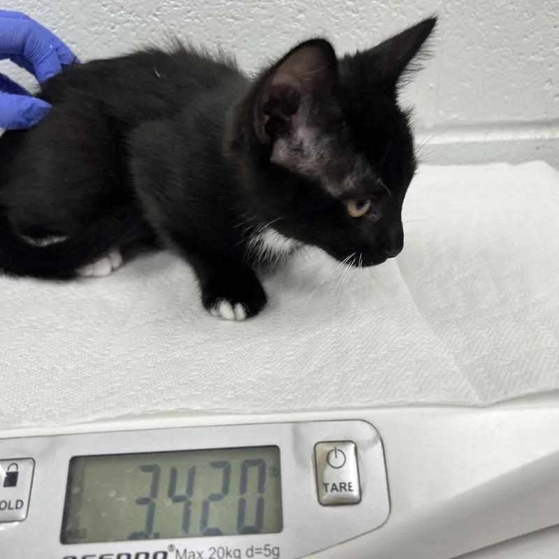 A baby small-sized female Black Domestic Short Hair cat named Dime for adoption in Chattanooga, TN