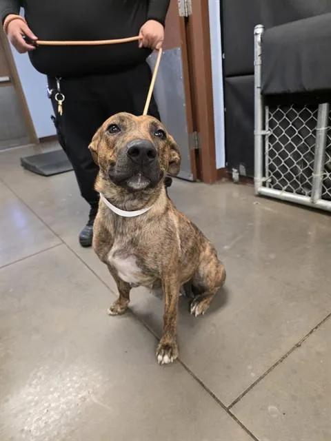 An adult large-sized female Catahoula Leopard Dog dog named Cupcake for adoption in Phoenix, AZ
