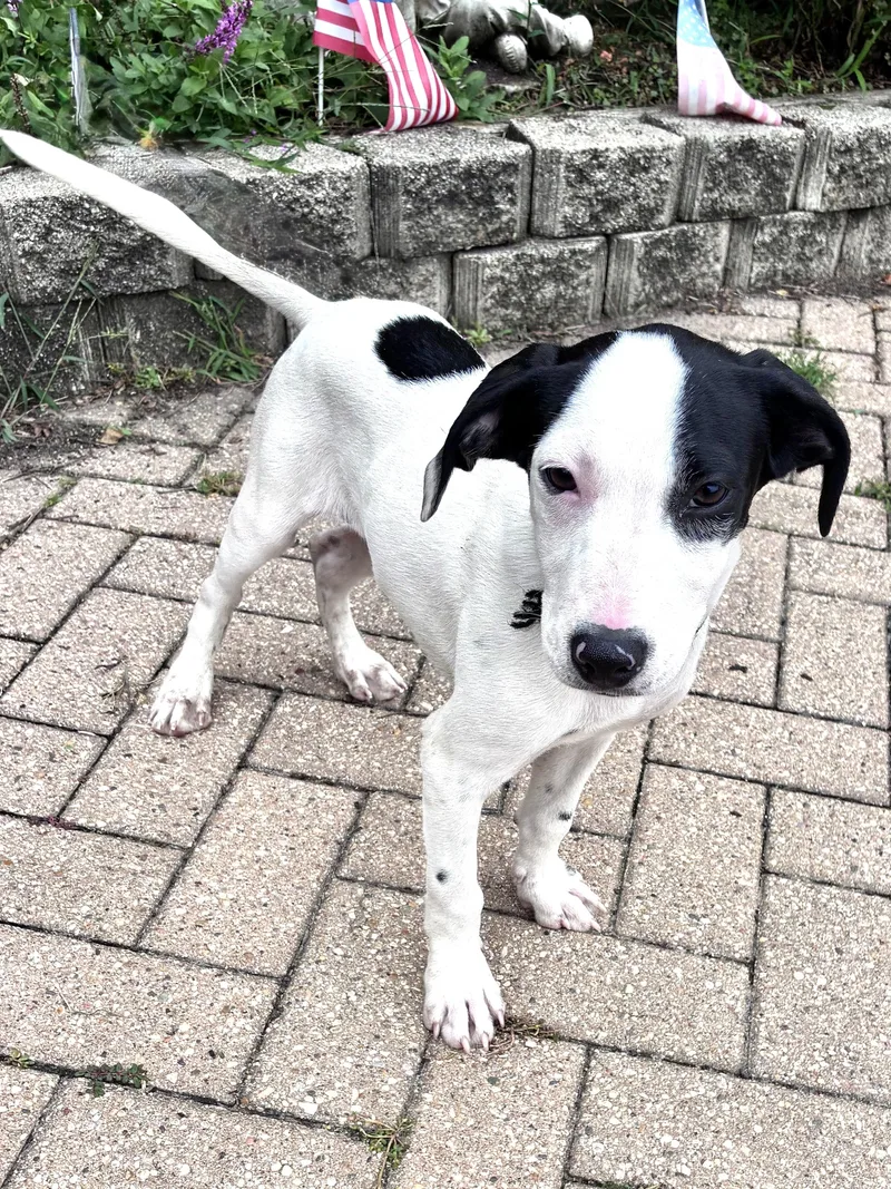 A baby medium-sized male Retriever dog named Muddy for adoption in West Chicago, IL