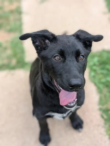 An adult large-sized female Retriever dog named Onyx for adoption in Mansfield, TX