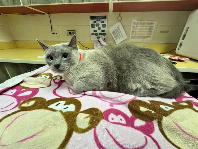 A young medium-sized female Domestic Short Hair cat named Porsche for adoption in Colorado Springs, CO
