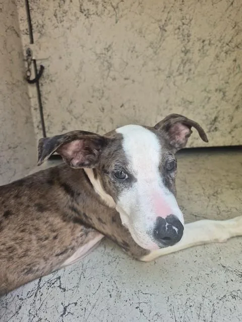 A baby medium-sized female American Staffordshire Terrier dog named Princess for adoption in Fort Lauderdale, FL
