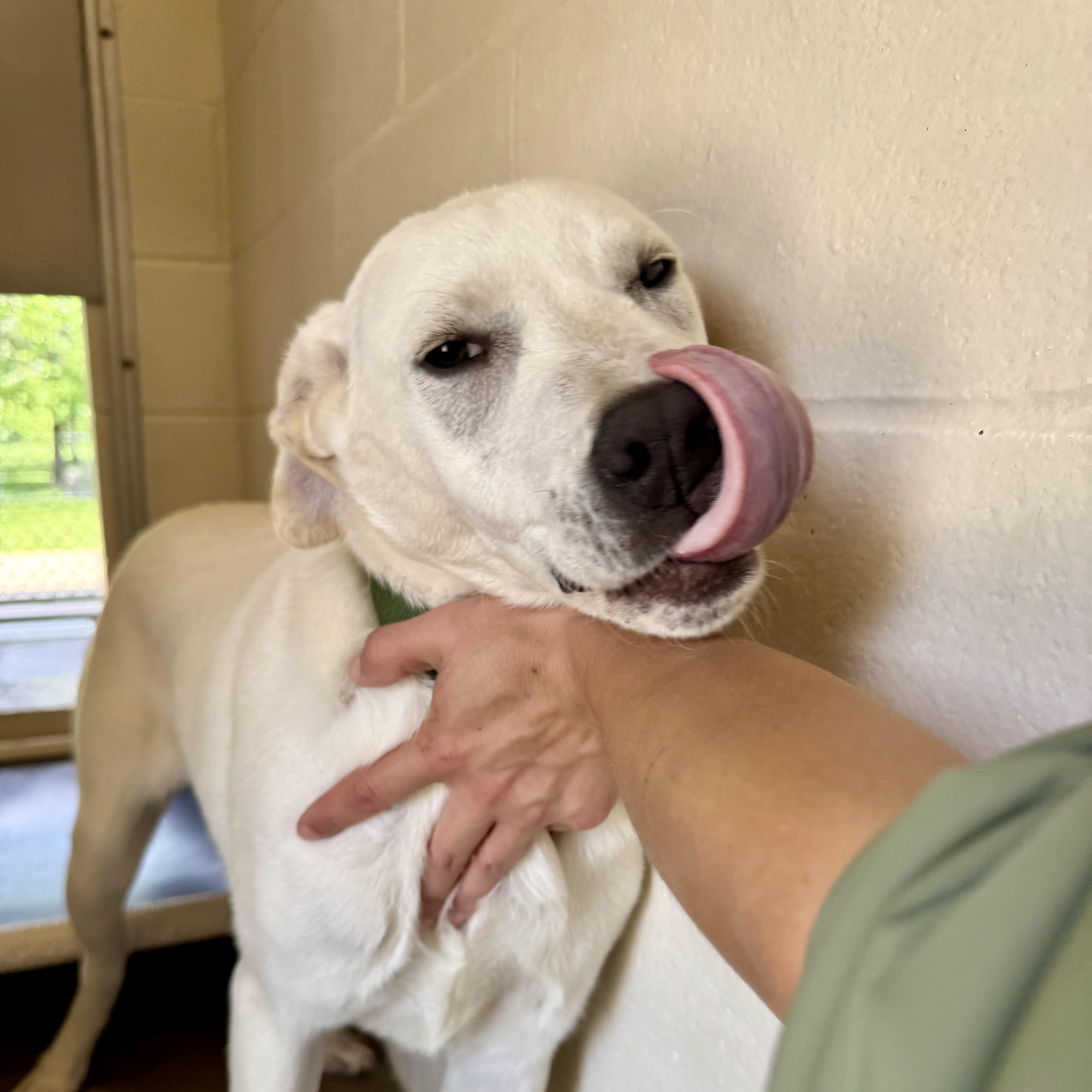 A young large-sized female Great Pyrenees dog named Raylee for adoption in Sherman, TX