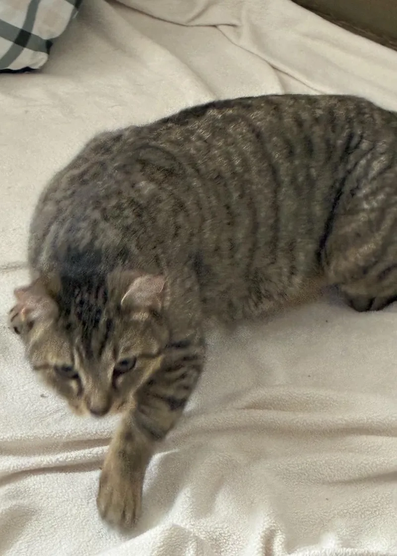 An adult medium-sized female Tabby (Buff / Tan / Fawn) Domestic Short Hair cat named Robin for adoption in Lemoyne, PA