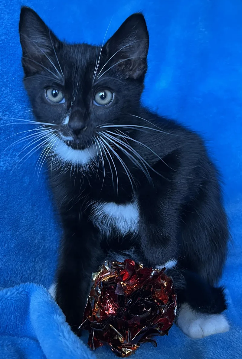 A baby medium-sized male Tuxedo cat named Roy for adoption in Hood RIver, OR