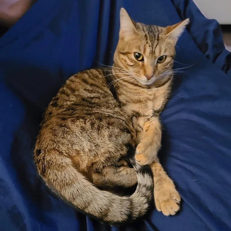 An adult medium-sized female Brown / Chocolate Domestic Short Hair cat named Clementine for adoption in Pittsburgh, PA