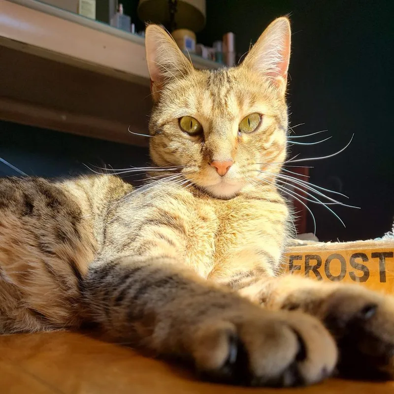 Clementine thumbnail 2