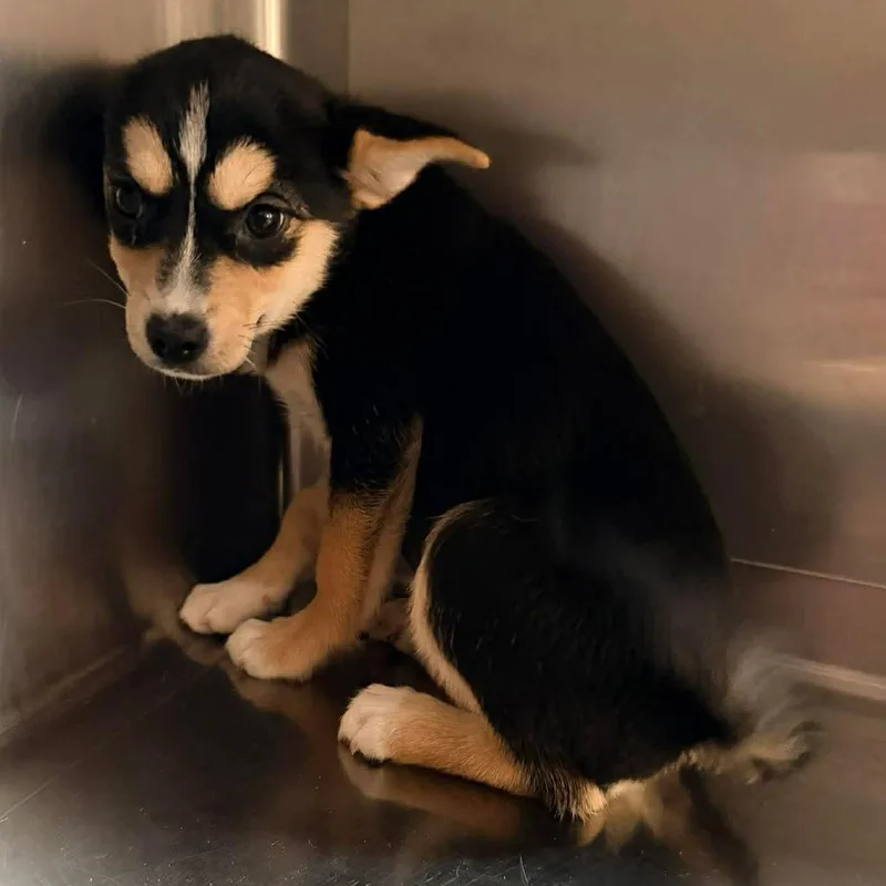 A baby small-sized female Black Chihuahua dog named Boba for adoption in Apple Valley, CA