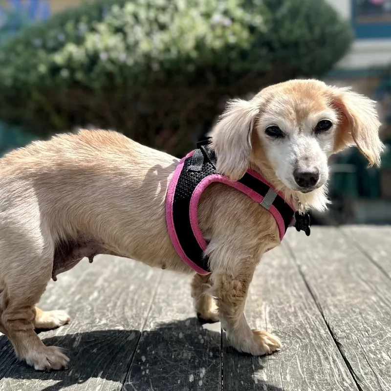 A senior small-sized female White / Cream Dachshund dog named Pebble for adoption in Pacific Grove, CA