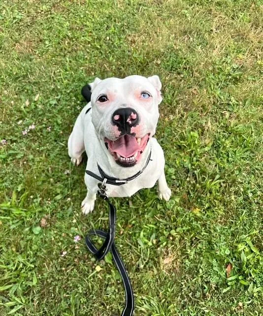 An adult medium-sized female Black Pit Bull Terrier dog named Daisy for adoption in Montour Falls, NY