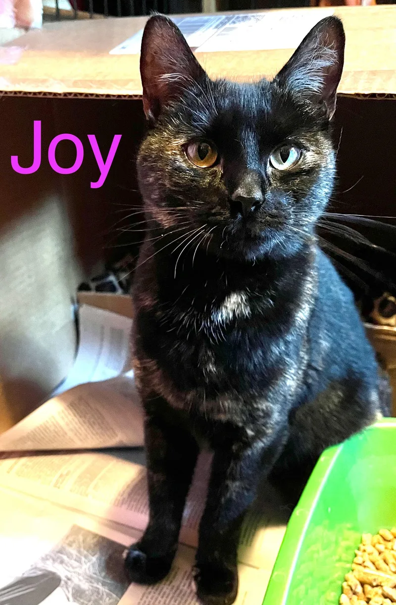 A young medium-sized female Tortoiseshell Domestic Short Hair cat named Joy for adoption in Hudson, NY