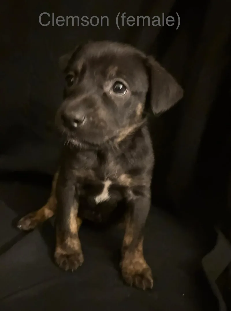 A baby medium-sized female Labrador Retriever dog named Clemson  The Campus for adoption in Holly Springs, NC