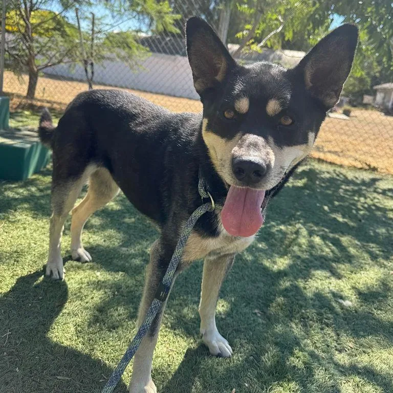 A young medium-sized female Tricolor (Brown, Black, & White) Husky dog named Bailee for adoption in Studio City, CA