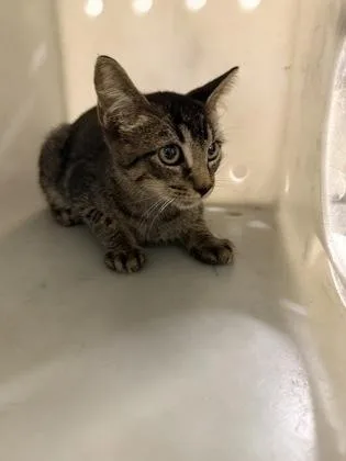 An adult small-sized male Domestic Short Hair cat named Firefly for adoption in Shreveport, LA