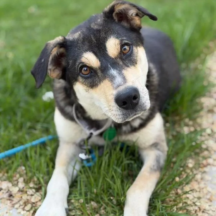 A young medium-sized female Black Mixed Breed dog named Pharmacy for adoption in Buffalo, MN