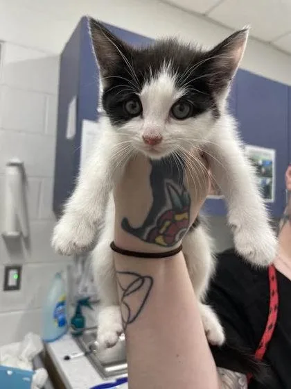 A baby small-sized female Domestic Short Hair cat named Anne Hathawool for adoption in Washington, DC