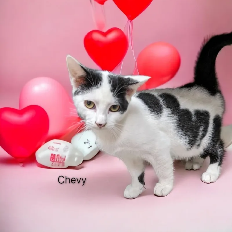 Chevy & Cowboy  thumbnail 2