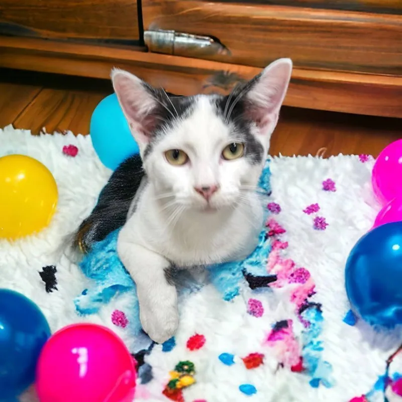 Chevy & Cowboy  thumbnail 4