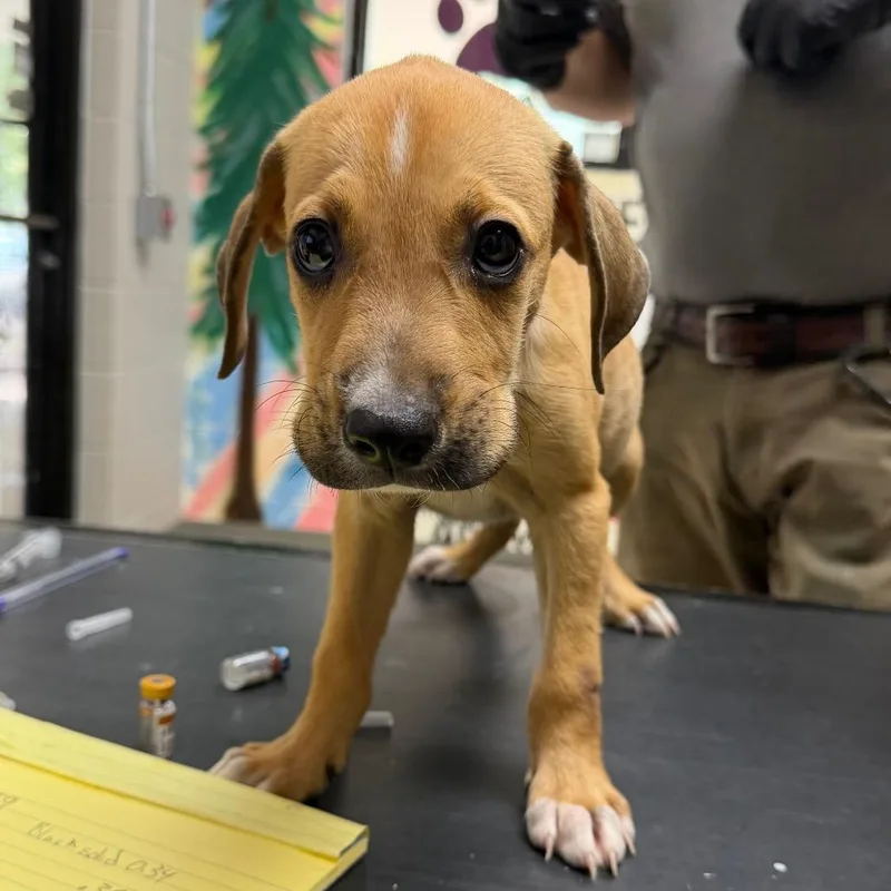 A baby small-sized male Red / Chestnut / Orange Hound dog named Keth for adoption in Lufkin, TX