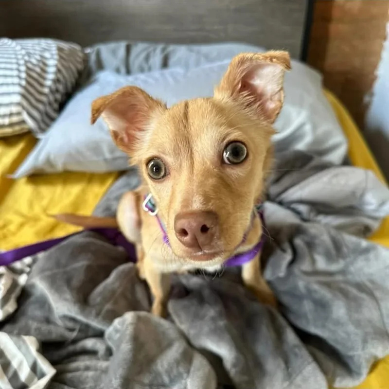 A baby small-sized male Chihuahua dog named Simba for adoption in Philadelphia, PA