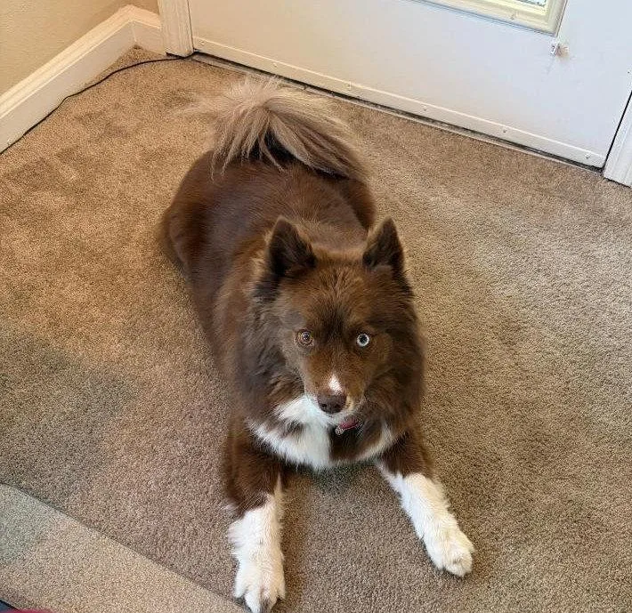 An adult medium-sized female Pomeranian dog named Hazel for adoption in Franklin, TN