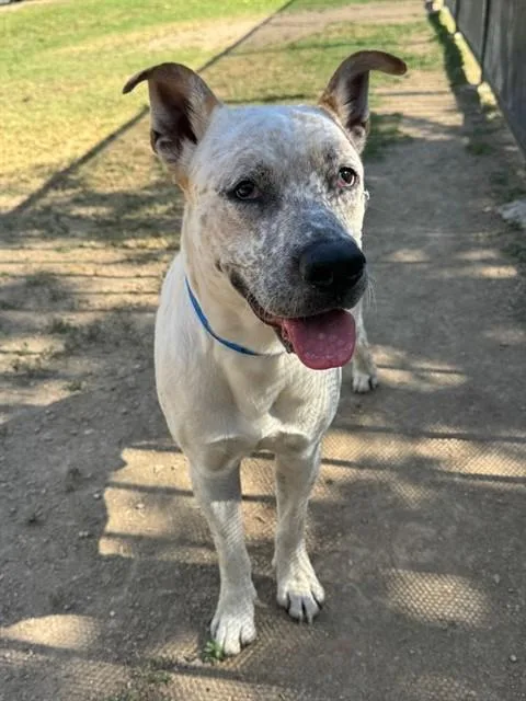 A young large-sized male Pit Bull Terrier dog named Dill for adoption in Riverside, CA