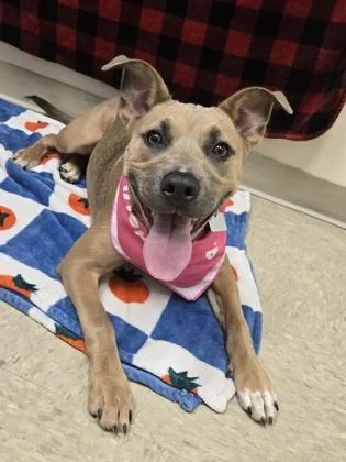 A baby medium-sized female Brindle Mixed Breed dog named Castiel Blue for adoption in Hamilton, OH