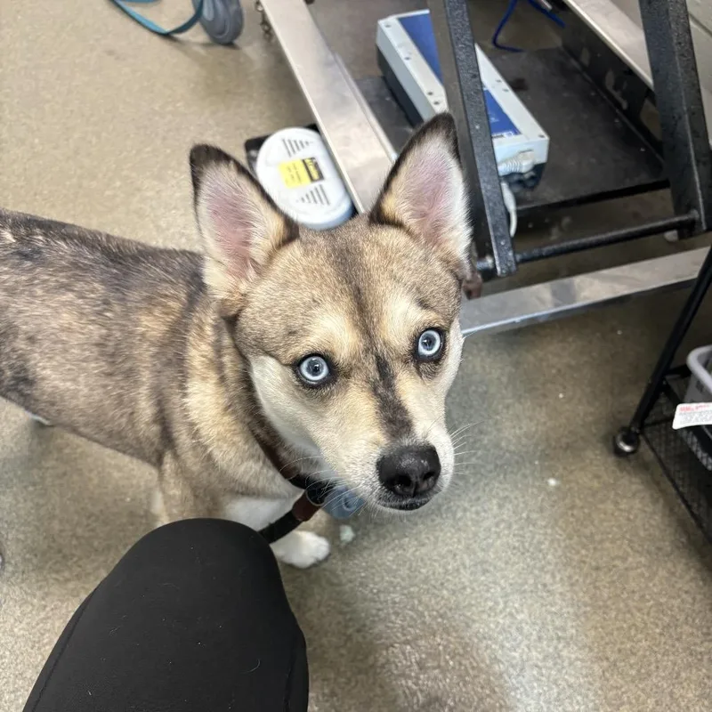 An adult small-sized female Brown / Chocolate Klee Kai dog named Zuri for adoption in Council Bluffs, IA