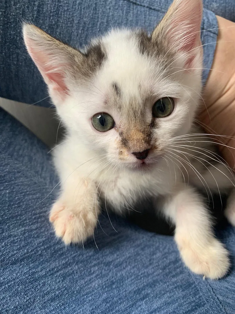 A baby medium-sized male Domestic Short Hair cat named Winter for adoption in Wesley Chapel, FL