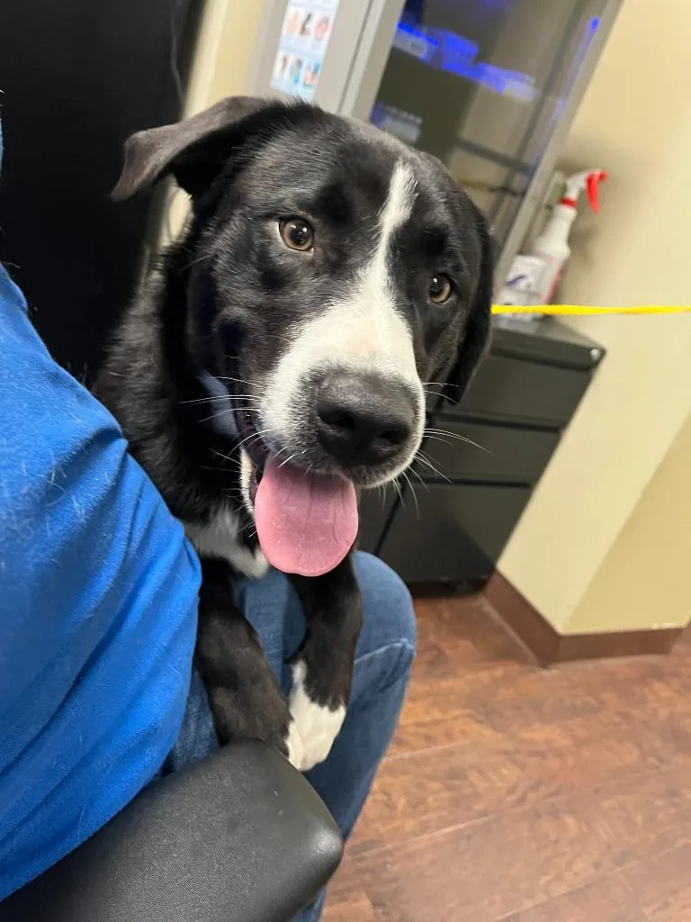 A baby medium-sized male Border Collie dog named Dog Kennel  Tbone for adoption in Greenville, TX