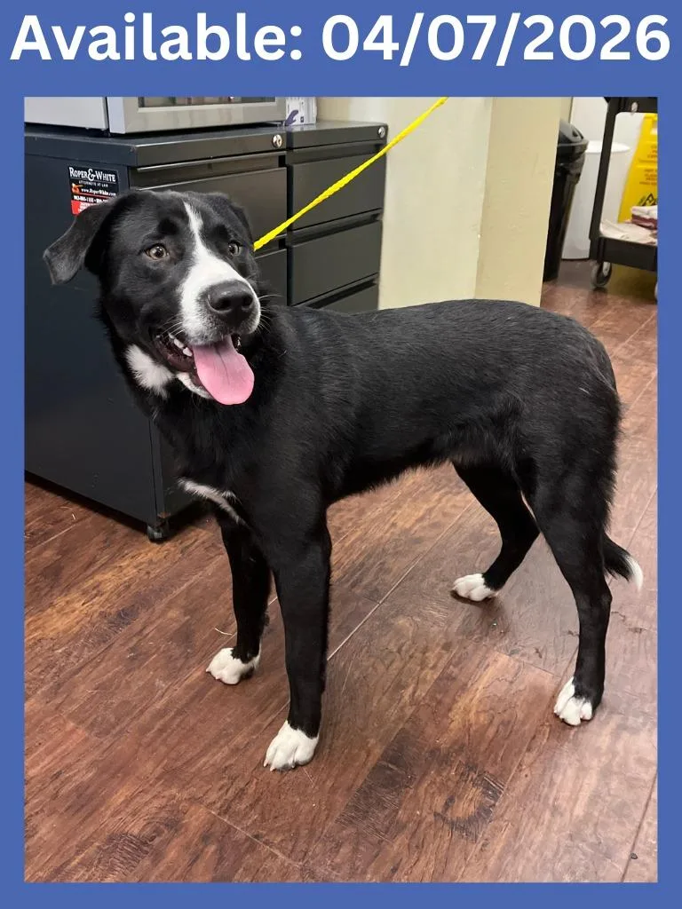 Dog Kennel  Tbone thumbnail 2