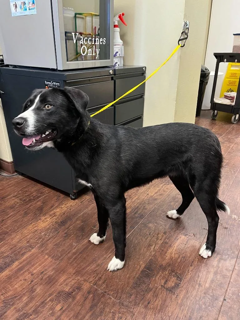 Dog Kennel  Tbone thumbnail 3