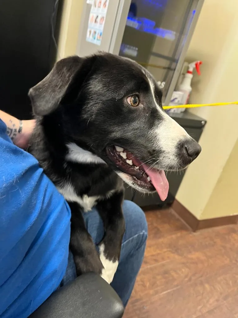 Dog Kennel  Tbone thumbnail 4