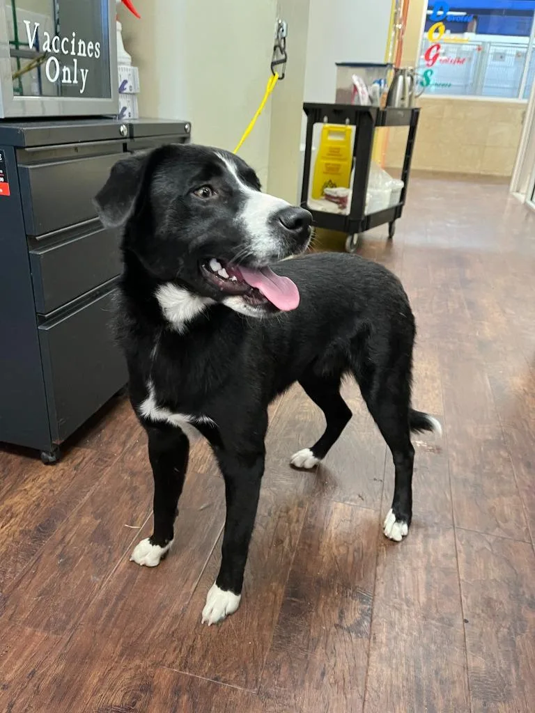 Dog Kennel  Tbone thumbnail 5