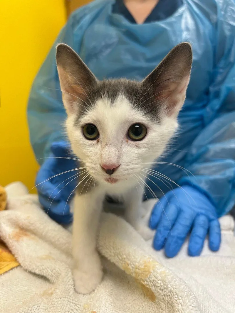 A baby small-sized male Gray / Blue / Silver Domestic Short Hair cat named Hank for adoption in Raleigh, NC