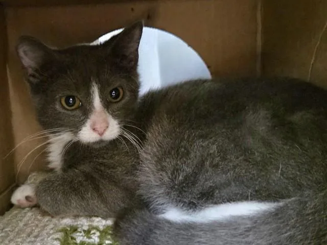 A baby small-sized female Domestic Short Hair cat named Squeak for adoption in Ames, IA