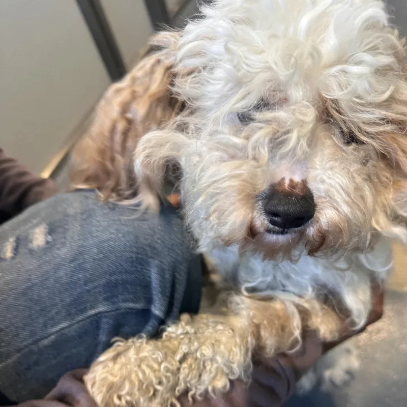 An adult small-sized female White / Cream Mixed Breed dog named Karen for adoption in Allentown, PA