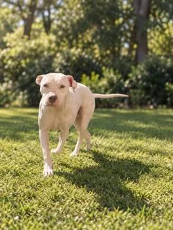 An adult large-sized female Mixed Breed dog named Ivory for adoption in Savannah, GA