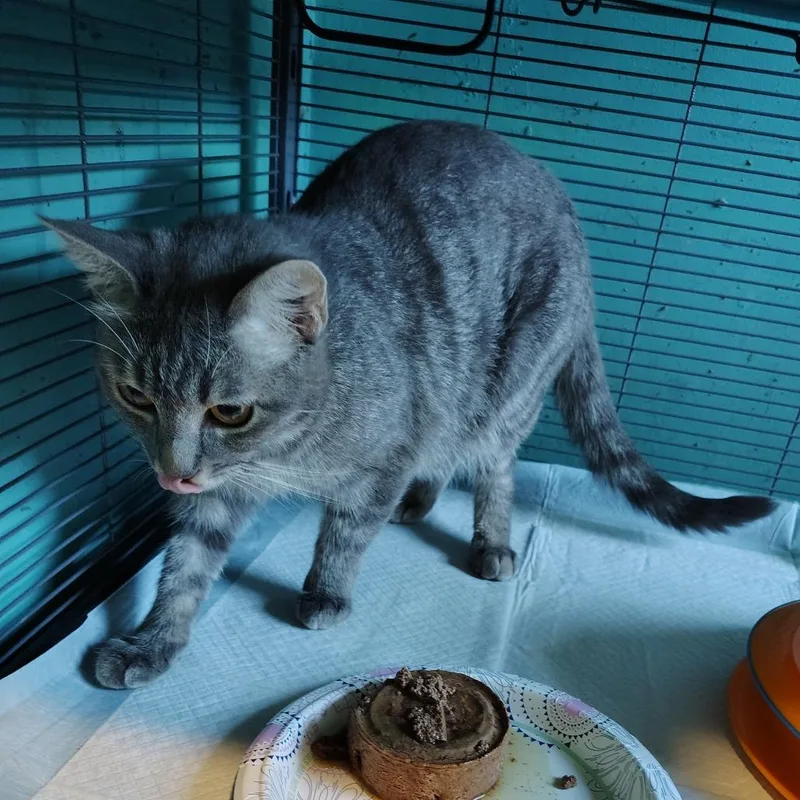 A young small-sized female Gray / Blue / Silver Domestic Short Hair cat named Teacher for adoption in Osawatomie, KS