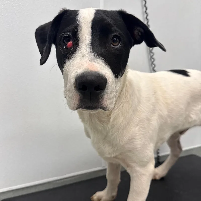 A baby medium-sized male White / Cream Great Dane dog named Zac for adoption in Abilene, TX
