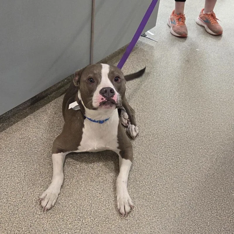 An adult large-sized female White / Cream Mixed Breed dog named Daylights for adoption in Jacksonville, FL