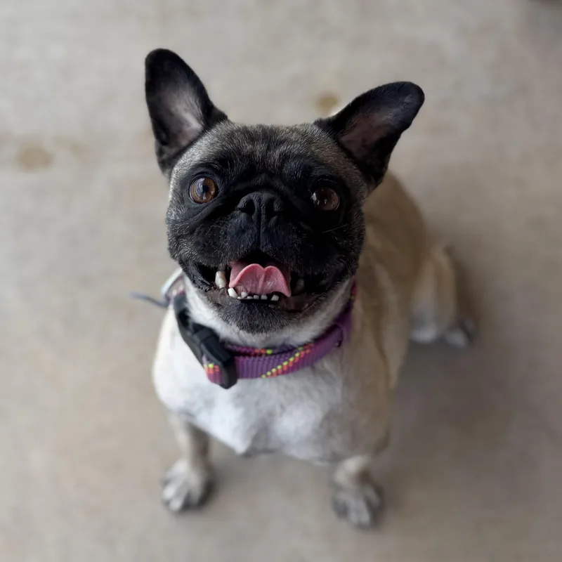 An adult small-sized female Yellow / Tan / Blond / Fawn Pug dog named Aunt Lana for adoption in Goodyear, AZ