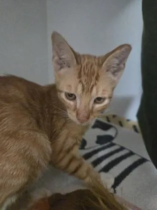 A baby small-sized male Domestic Short Hair cat named Lipschitz for adoption in Savannah, GA