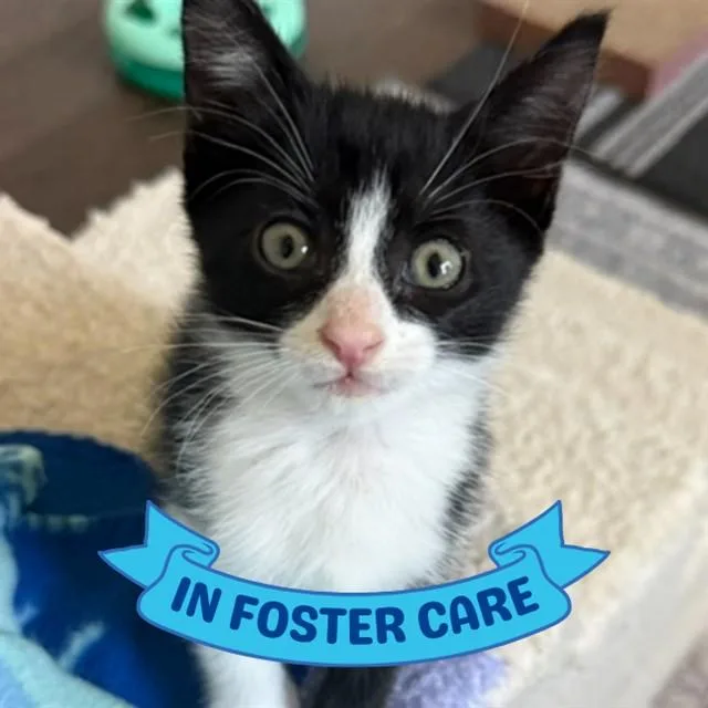 A baby small-sized female Domestic Short Hair cat named Gidget for adoption in Tallahassee, FL