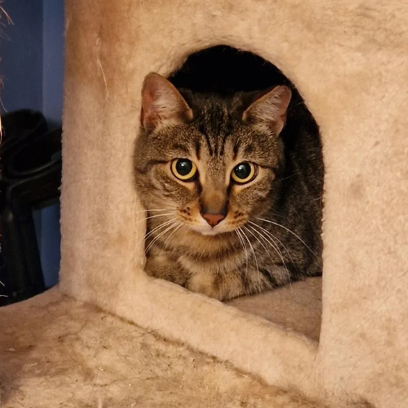 An adult medium-sized female Brown / Chocolate Domestic Short Hair cat named Sissy for adoption in Abingdon, MD