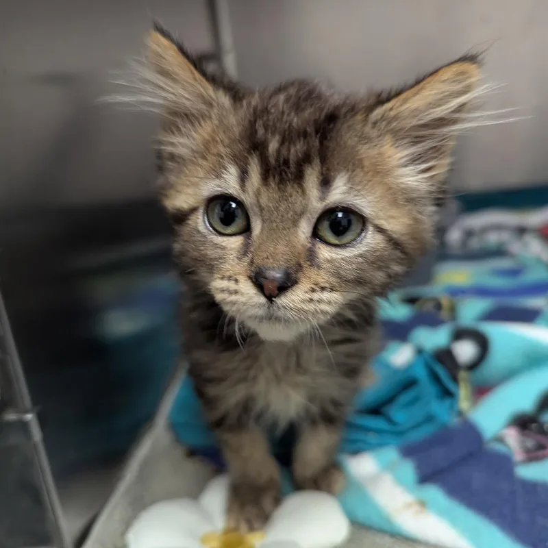 A baby small-sized female Domestic Medium Hair cat named Carley for adoption in Evansville, IN