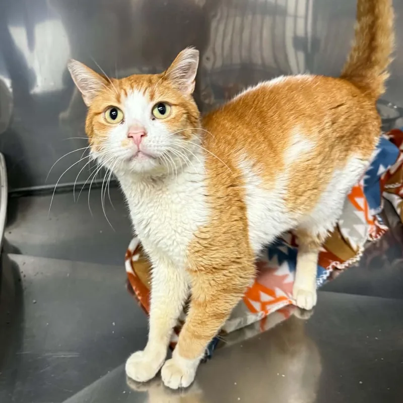 An adult medium-sized male Orange & White Domestic Short Hair cat named Gumby for adoption in Martinsville, IN