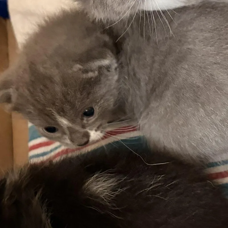A baby small-sized male Domestic Short Hair cat named Jupiter for adoption in Fairfax, VA