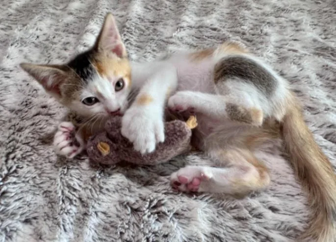 A young medium-sized female Calico Domestic Short Hair cat named Scarlett for adoption in Fort Collins, CO