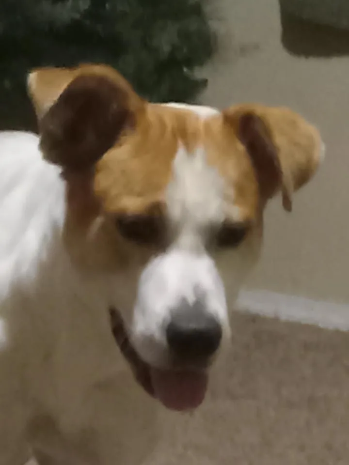 Catalina thumbnail 3